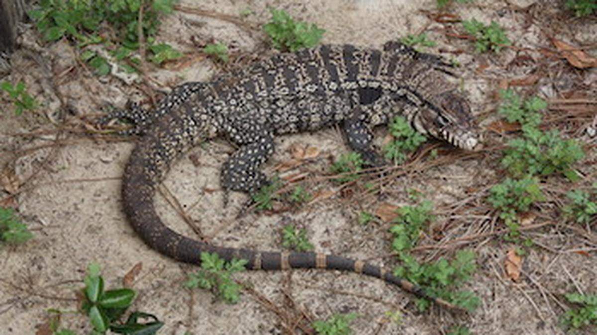 What are these giant lizards doing around southern U.S.?