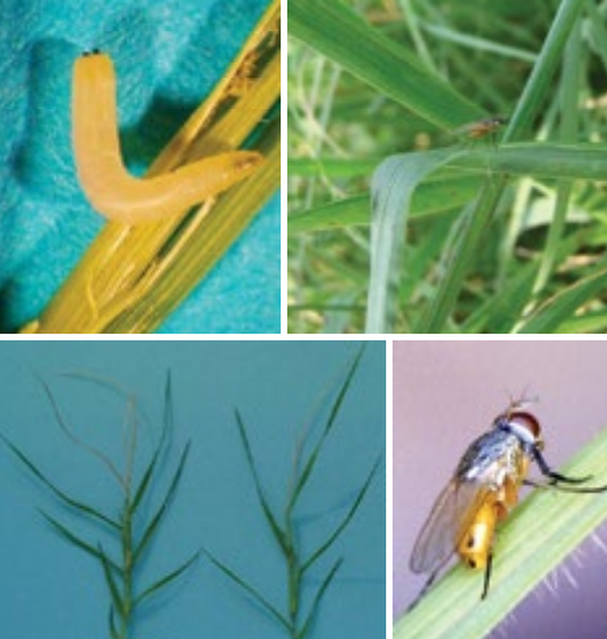 This pesky insect is invasive in the Peach State.