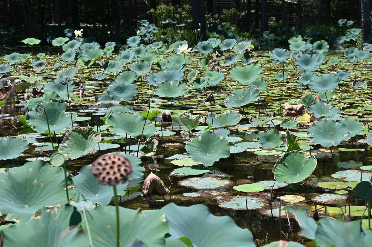 A blooming lily pond sits on the property of the Dauset Trails Nature Center on Thursday, July 11, 2024, in Jackson, Georgia. Dauset Trails Nature Center is a private, non-profit environment education organization with almost 2,000 acres of grounds, Georgia animals on exhibit and 30 miles of trails.