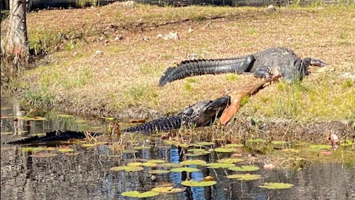 A seemingly playful tug-of-war between two Georgia alligators turned out to be a grisly food fight on closer inspection.
