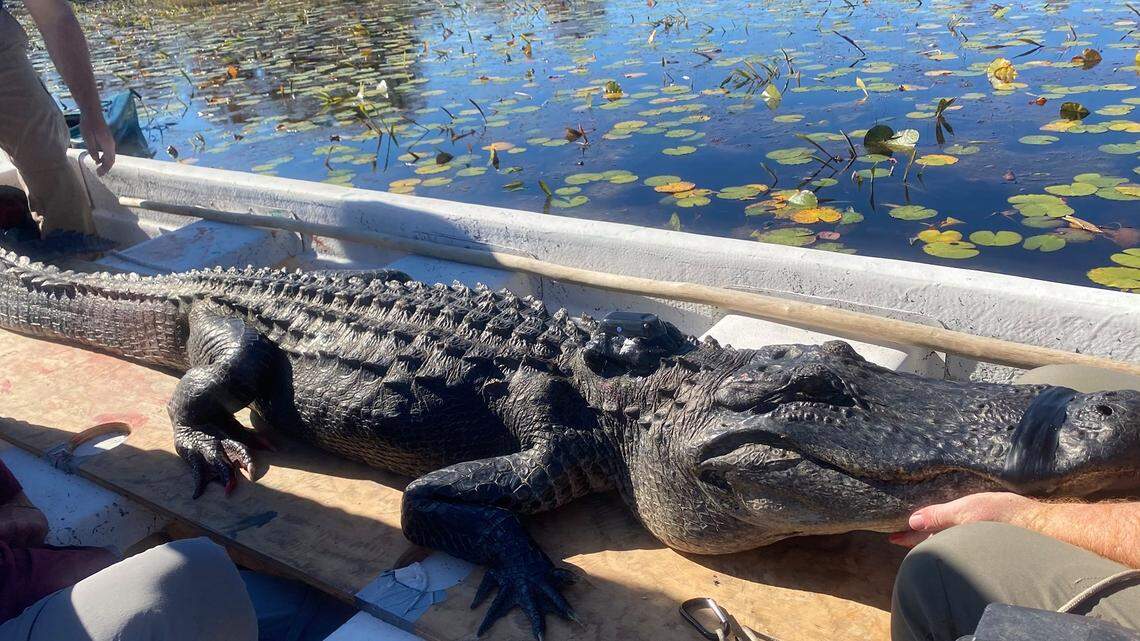 This adult male alligator from the Okefenokee National Wildlife Refuge measures 9 feet, 10 inches and 260 pounds. It also has a tooth growing out of the top of its mouth.