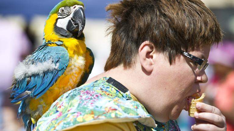 Cherry blossoms and free ice cream draw hundreds to Third St. Park