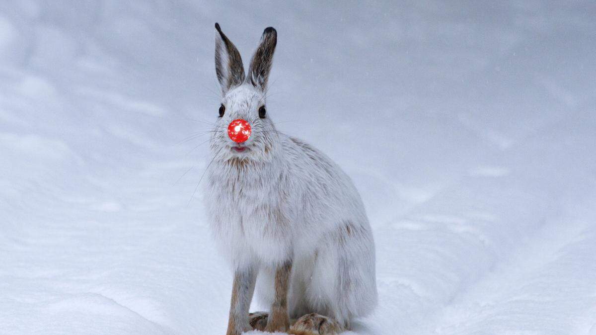 Despite ostracism from the group and belittlement from his so-called peers, Sigmund the Scarlet-Whiffered Snowshoe Hare graciously saved Christmas.