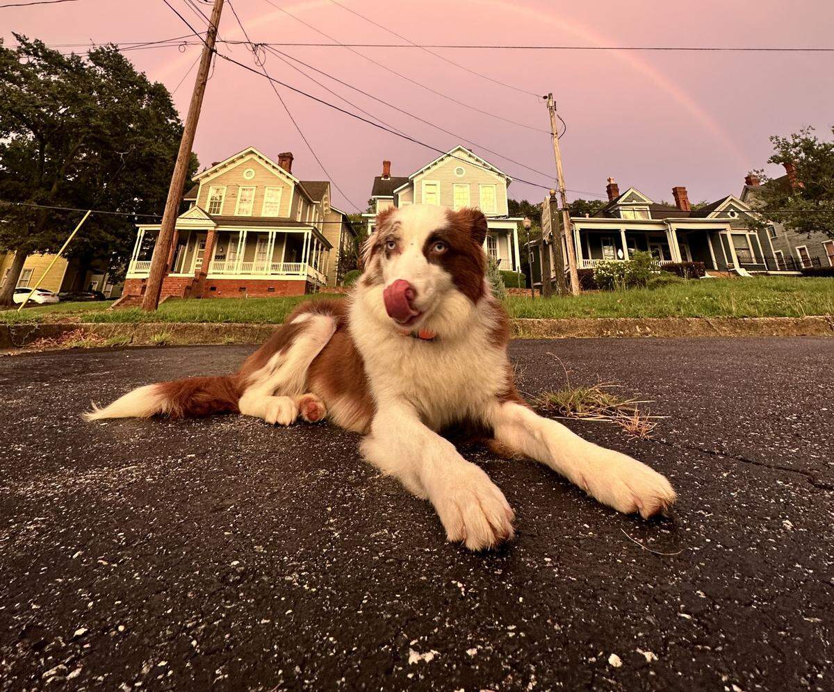 We asked and you voted - Border Collie Daisy has been voted Middle Georgia’s cutest dog.