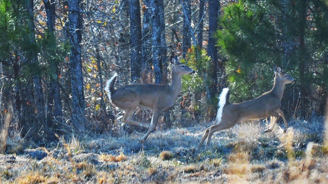 Whitetail deer make their way to cover in rural Monroe County in 2015. The Georgia Department of Natural Resources on Wednesday approved a change that effectively makes hunting deer over bait legal statewide if it is on private property.