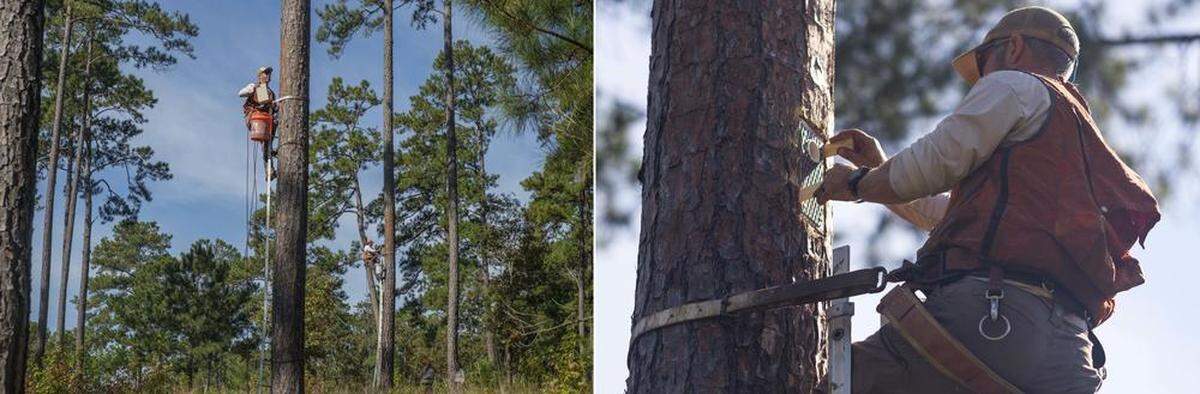 Technicians install human-made woodpecker nesting cavities into trees at Sprewell Bluff in October.