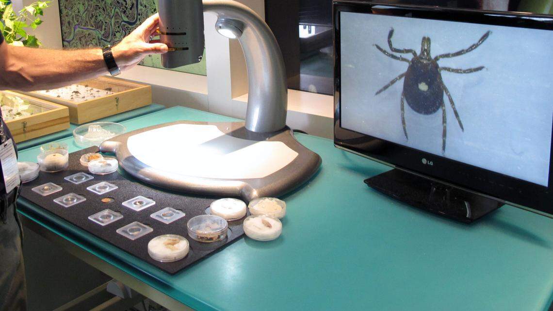 Human cases of the virus have been “predominantly severe or fatal,” according to the study. (AP Photo/Allen G. Breed)