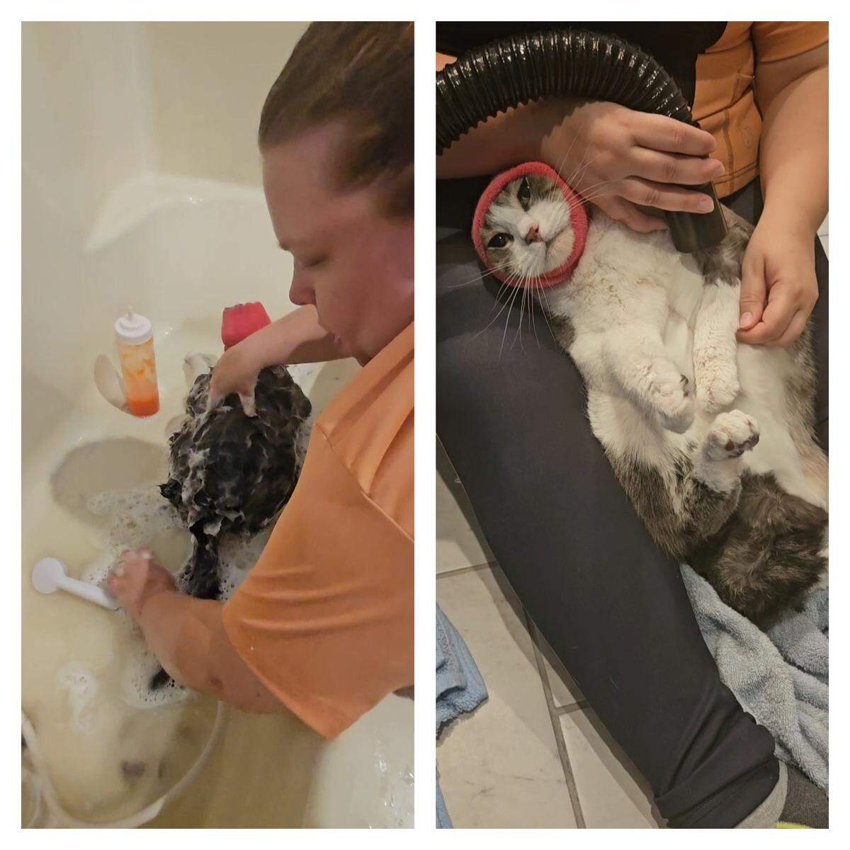 Sydney Beers, owner of Kitty Corner Spa & Boarding, at work. She often uses a “happy hoodie” on a cat’s head to protect its ears and help muffle the sound of the dryer.