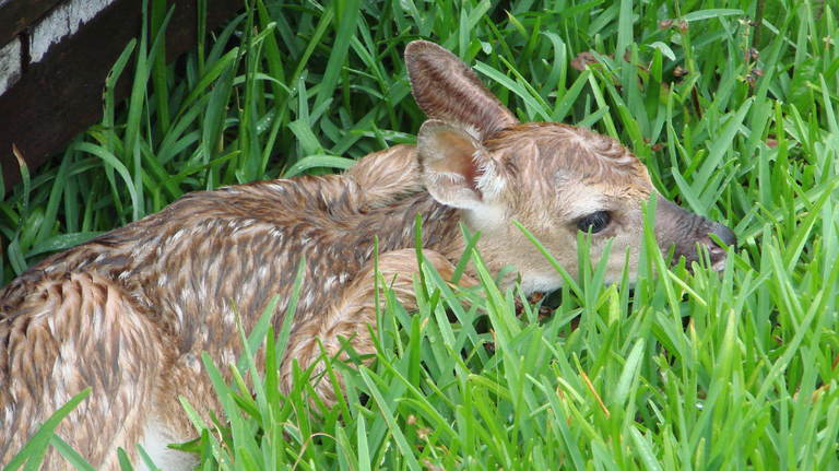 Here’s why you should ‘leave wildlife alone’ this spring, according to the Georgia DNR