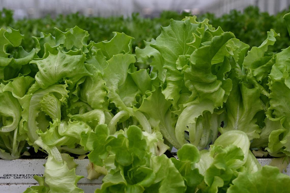 Lettuce from inside of the Brightfarms greenhouse moves on a conveyor belt to be harvested and packaged on Thursday, June 5, 2025, in Macon, Georgia. The newest Brightfarms greenhouse held its grand opening Thursday, but the first harvest was in December.