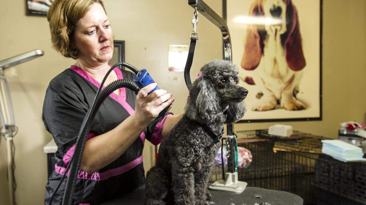 Amanda Edge grooms a poodle named Aggie at The Edge Effect in Bonaire.