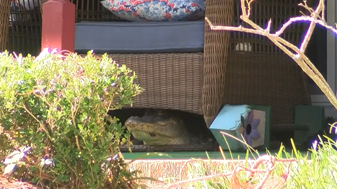 A 7-foot alligator found refuge under a patio chair on the front porch of a Georgia daycare.