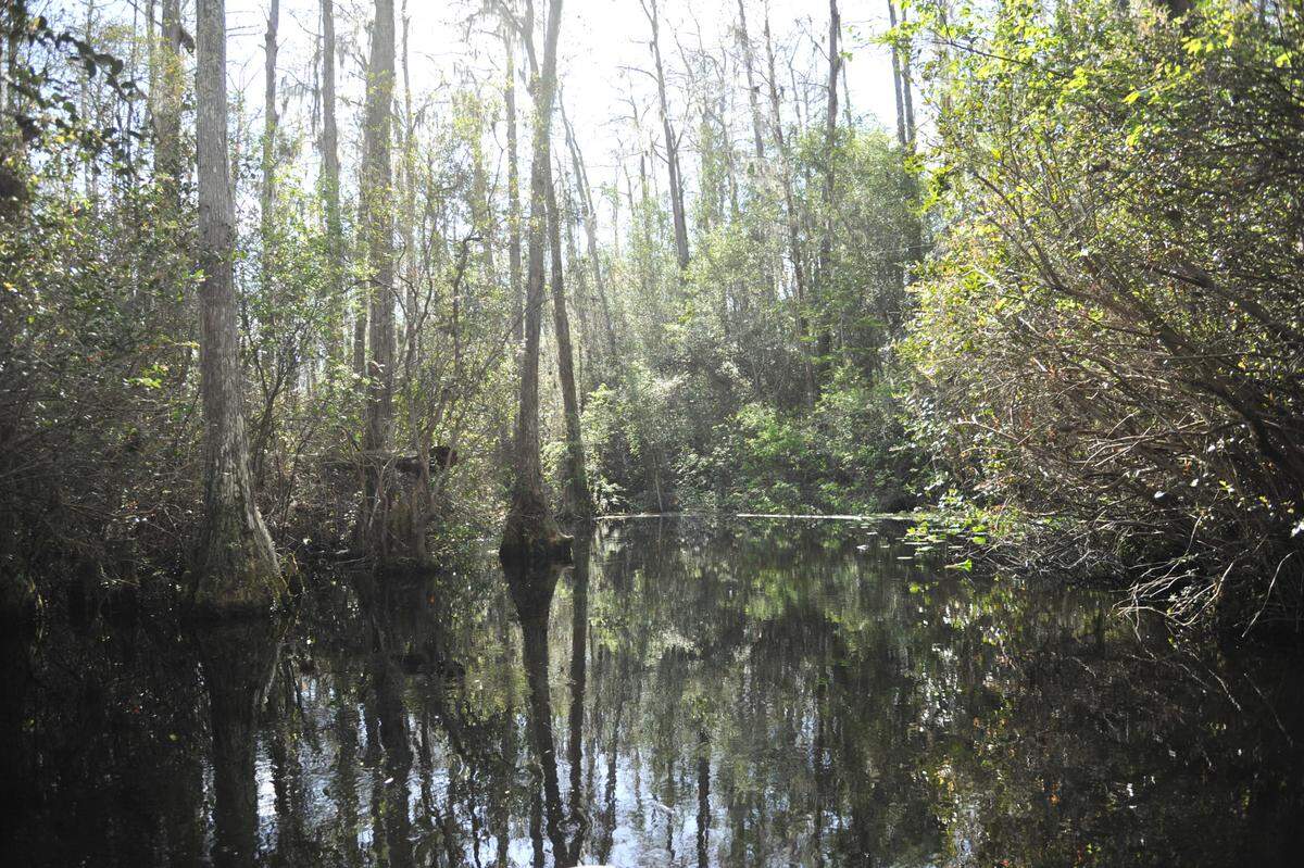 The Okefenokee Swamp in southeast Georgia. A group of Georgia legislators are working to protect the swamp from mining.