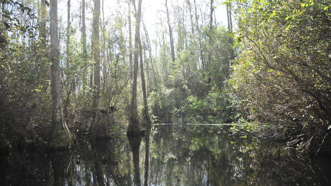 New study touts economic impact of World Heritage Site designation for Okefenokee Park