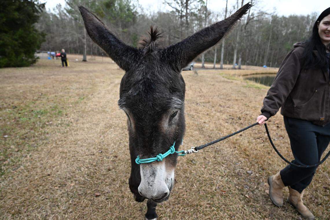 Hannah Frost (right) walks Hope on her family farm on Wednesday, Jan. 14, 2026, in Byron, Georgia. Frost submitted Hope for consideration for the Guinness World record for longest ears on a donkey as a way to share Hope’s story of rescue and recovery.