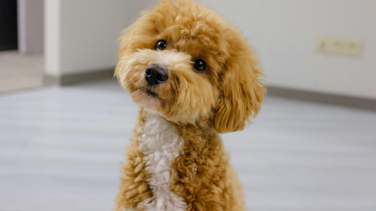 Vote for the cutest dog 2025