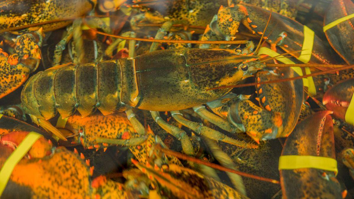 Two lobster (not pictured in this stock photo) were lifted from a Red Lobster in Macon.
