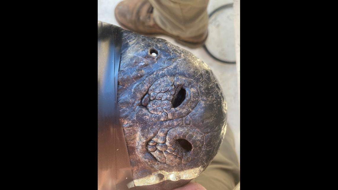 A tooth was found sticking out of a hole on the nose of this alligator in southeast Georgia.