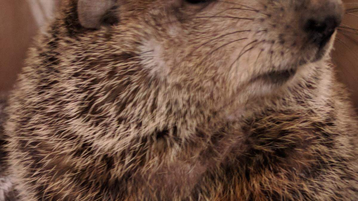 Georgia's weather forecasting groundhog General Beauregard is moving to Dauset Trails Nature Center in Jackson in time to prognosticate at sunrise on Ground Hog Day, Feb. 2.