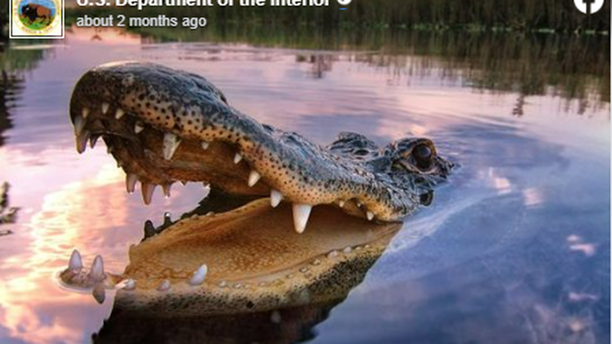 Alligator in Florida