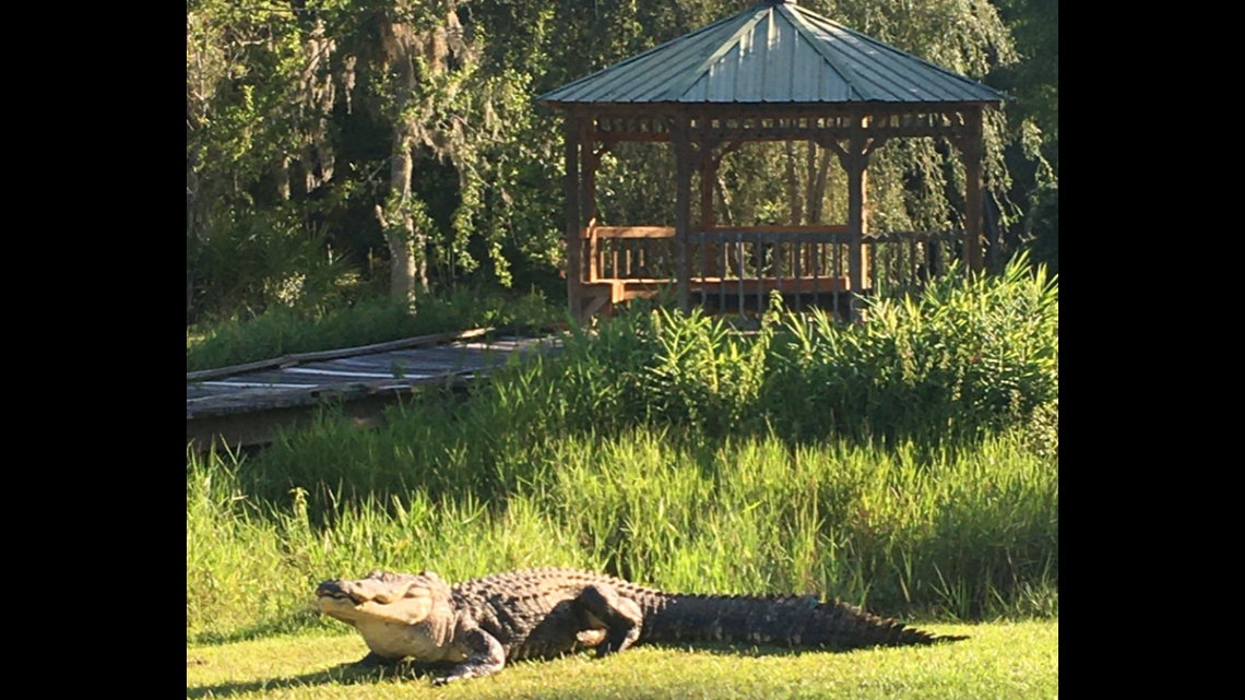 A grizzled old swamp alligator known as Okefenokee Joe has died, researchers concluded after finding his GPS tracking tag and “several vertebrae.”