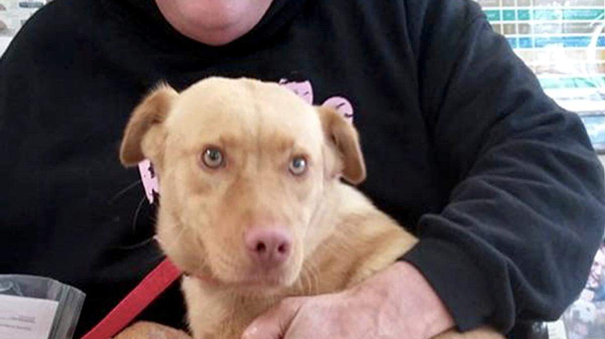 APRIL WOOD/SPECIAL TO THE TELEGRAPHChris Brown brought Daisy to be transported to her new home in Maine.