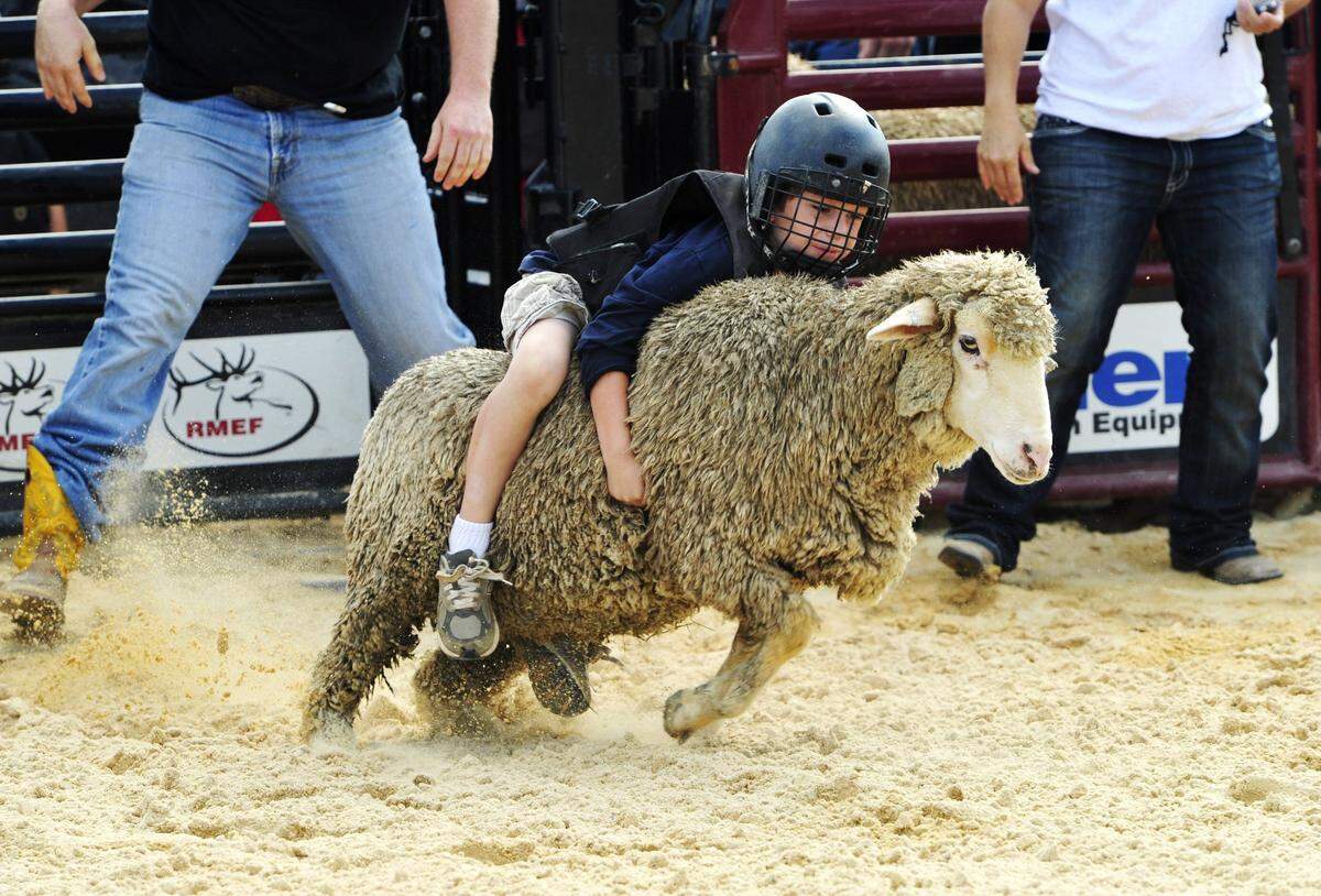In this 2013 Telegraph file photo, Aaron Gates, then 6, comes out of the chute on his sheep during the Mutton Bustin’ competition at the Georgia National Fair.