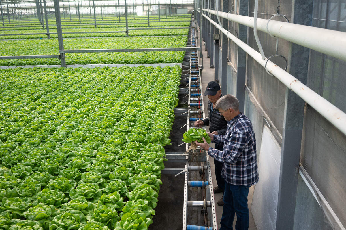 A hydroponics greenhouse courtesy photo form Pete’s. Montana-based Local Bounti acquired Hollandi Produce Group, which operated under the name of Pete’s, earlier this year for $122.5 million. Local Bounti is celebrating the grand opening of its greenhouse inherited from the acquisition of Pete’s in Peach County.