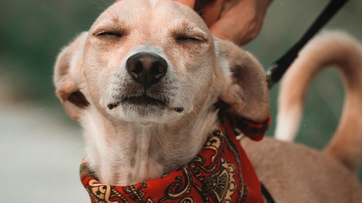 Can you be buried with your pet? What the law says