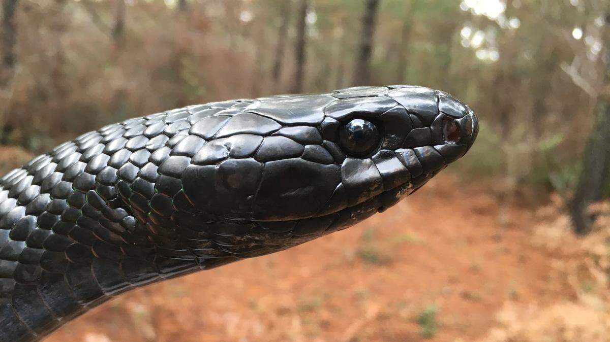 This is a photo taken of Rocky when he was captured by researchers in November 2020, the Coastal Ecology Lab reports.