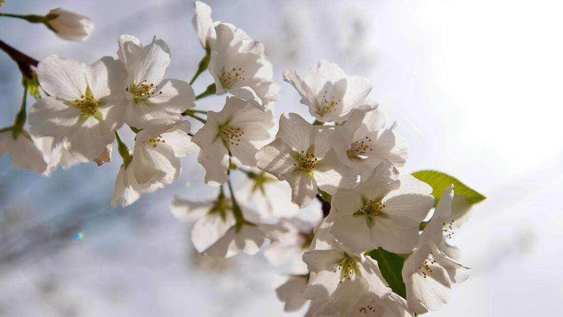 Enter our Cherry Blossom Festival Instagram contest!