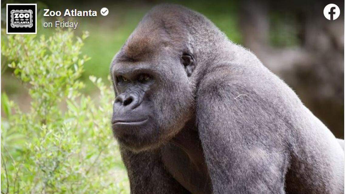 Zoo Atlanta says several of its gorillas tested positive for the coronavirus after workers noticed they had symptoms.