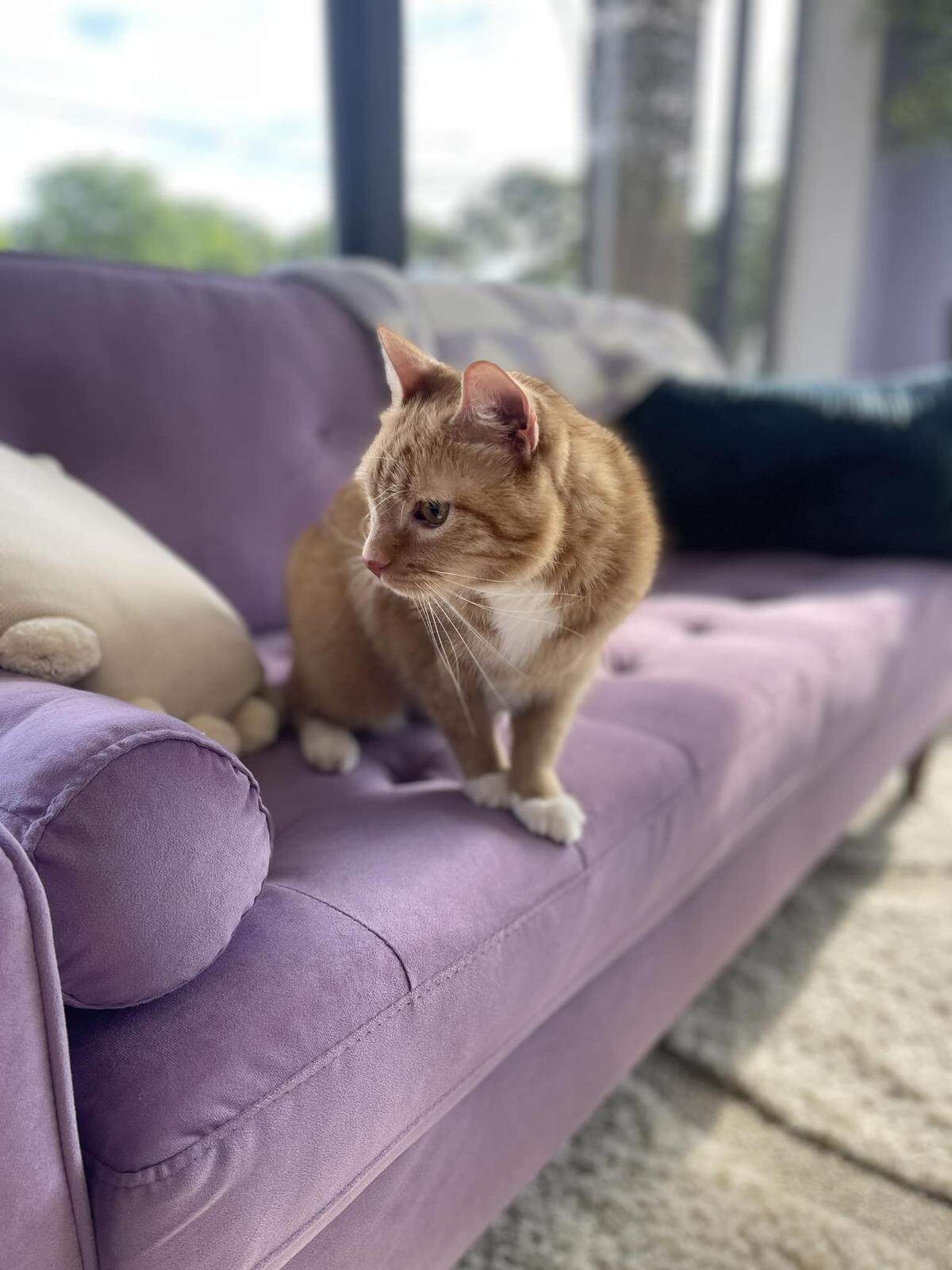 Seymour, the 12-year-old cat of Paws Awhile Cat Cafe owner Rebecca Marfell, checks out the couch in the lounge of the new cafe opening this summer in Perry. Marfell rescued Seymour when he was a kitten.