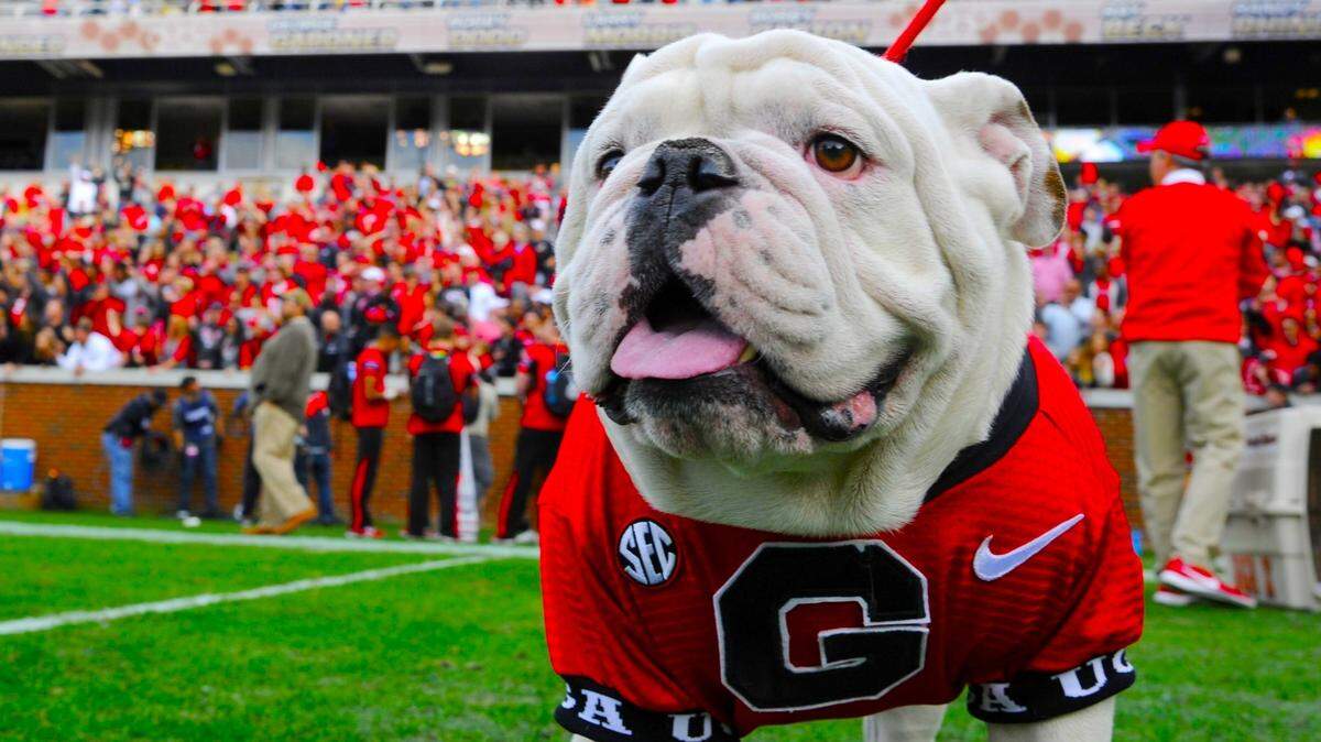 University of Georgia mascot Uga X at the Georgia Tech game in Atlanta in November 2017.