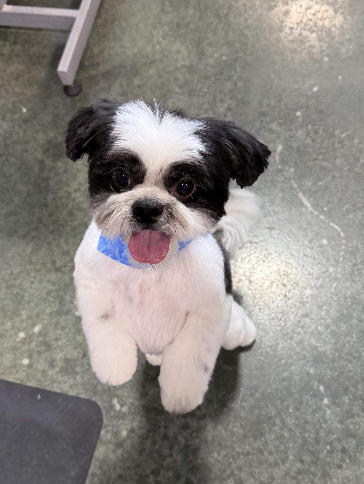 Sebastian the Shih Tzu.