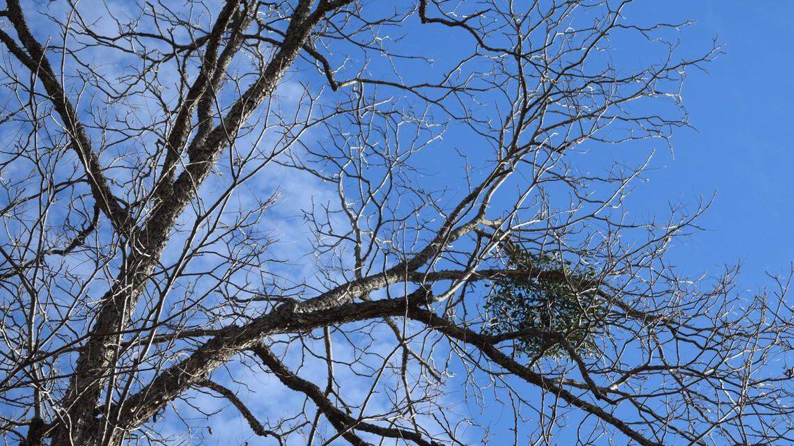 Mistletoe needs to make a comeback