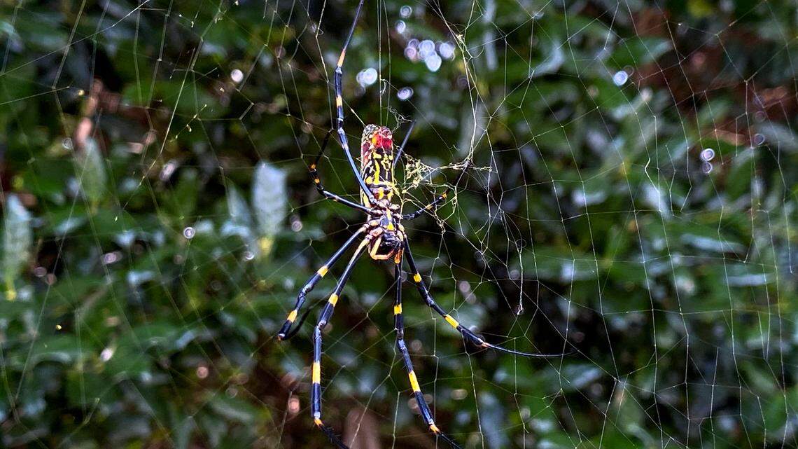 Yes, the Joro spider is coming to NC. But here’s why it’s not as bad as you think.