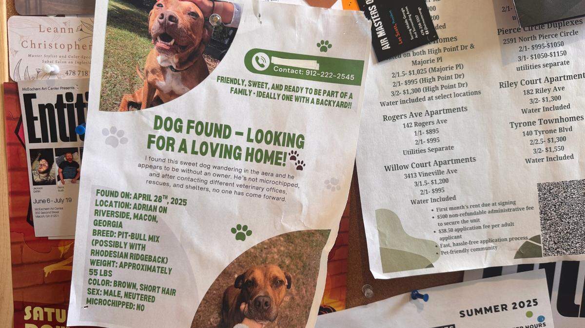 A found dog poster hanging on a bulletin board at Village Coffee on Thursday, June 26th 2025.