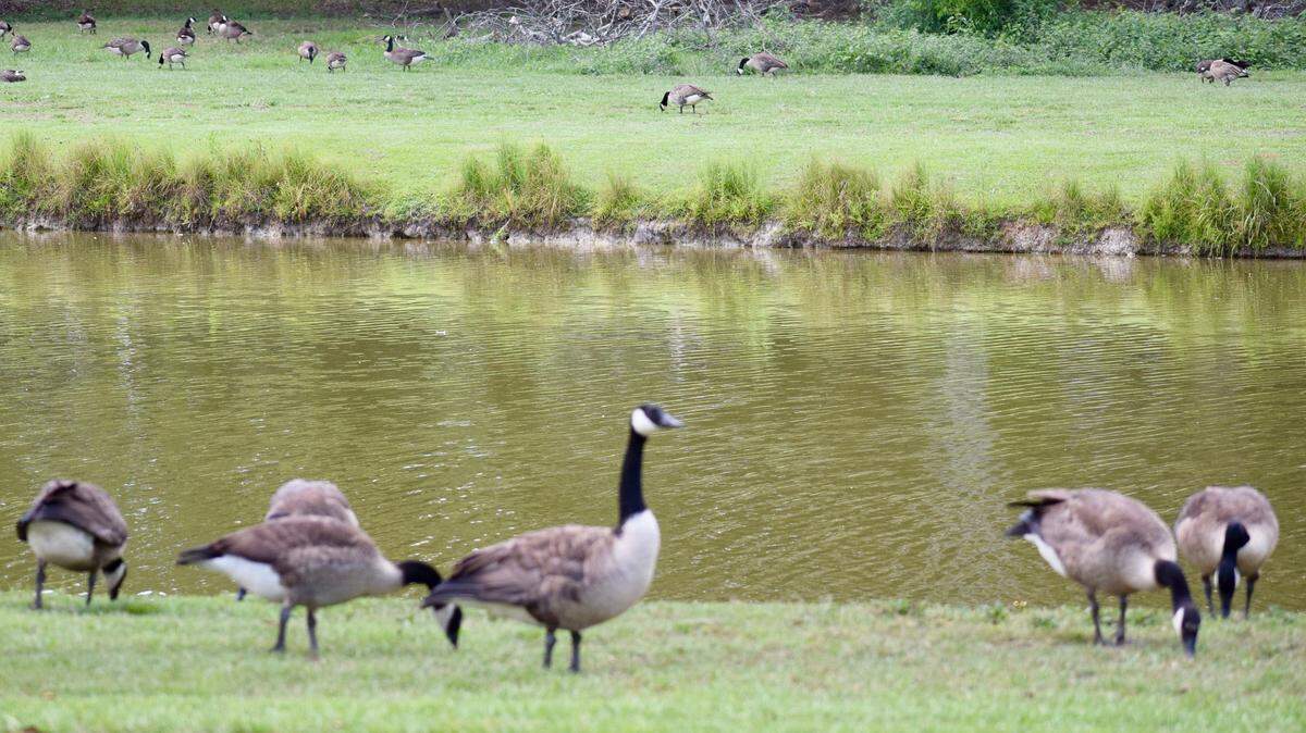 Canada geese near the entrance to the Eagles Springs community in Centerville.