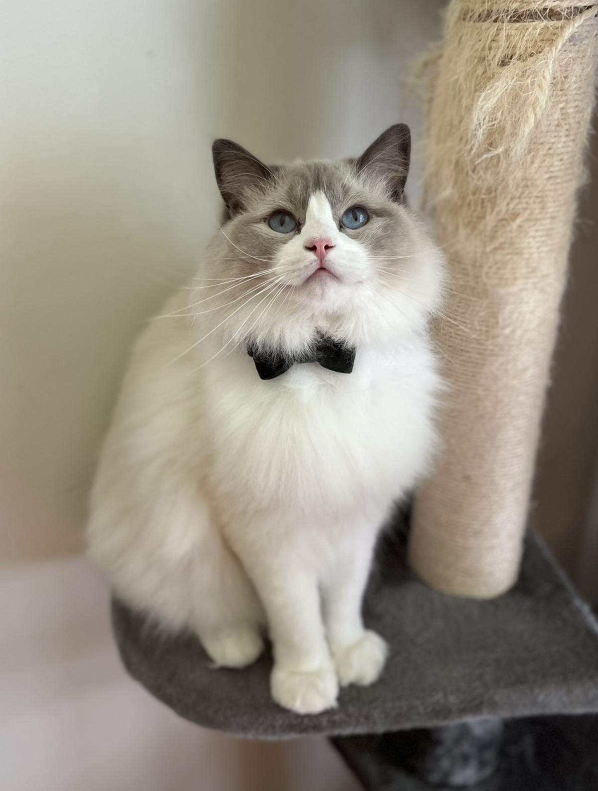 Seymour has the finest collection of feline bow ties.