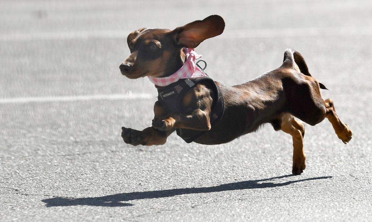 Opie runs down Cherry Street Saturday during the Cherry Blossom Festival Wiener Dog Race. Opie, owned by Jennifer and Brandon Tidwell won his heat and finished second overall.