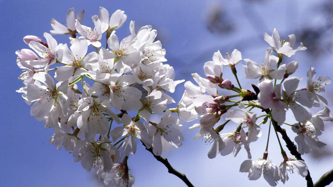 7 Fun Things To Do At Macon’s Cherry Blossom Festival
