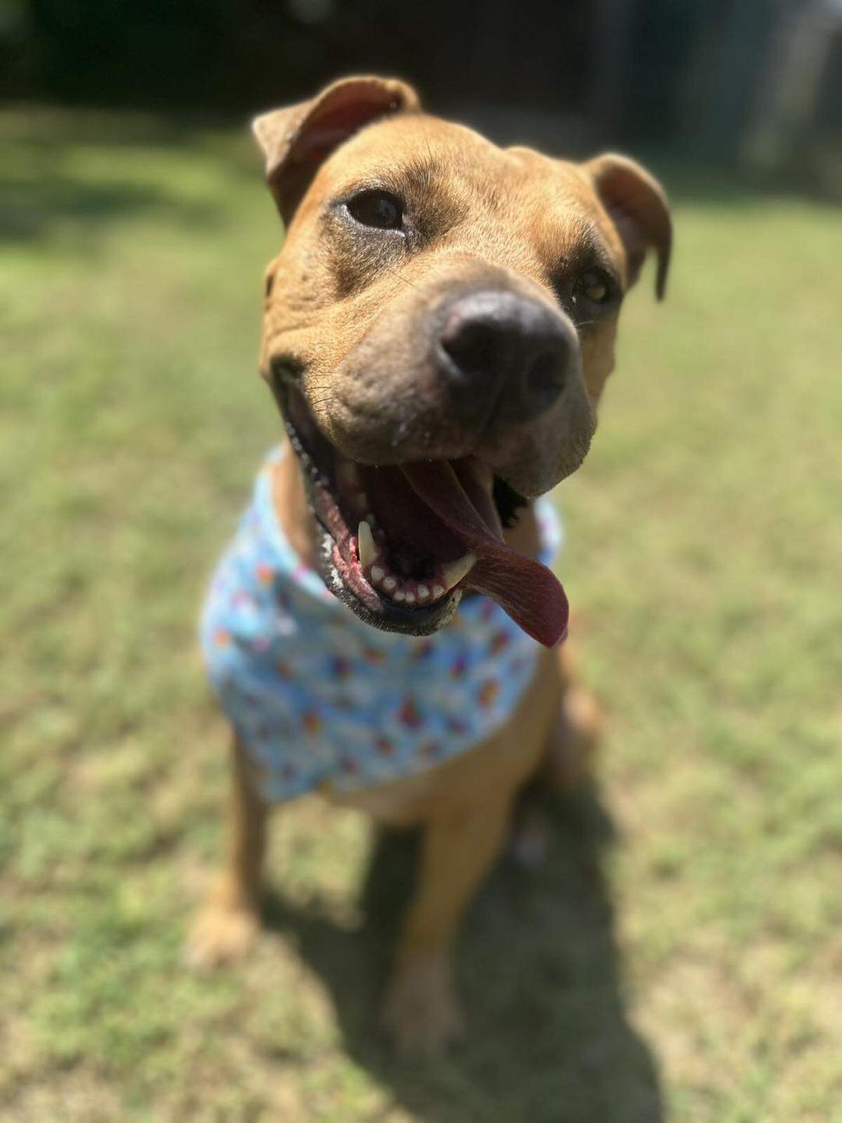June is ready for adoption at All About Animals Rescue in Macon, Georgia.