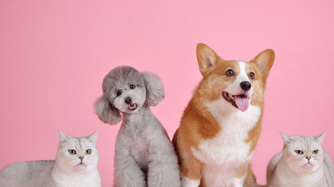 Enter your cat or dog in our cutest pet contest.
