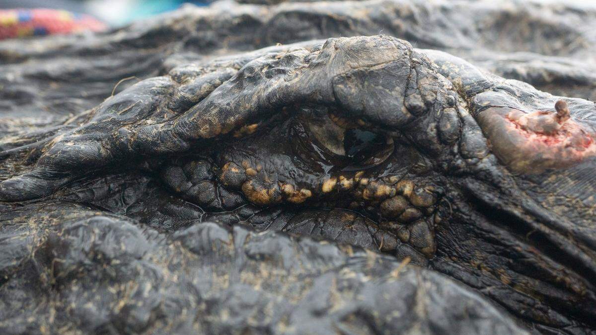 This is Doc and he’s very old old, experts say. Alligators can live 50 years in Georgia’s swamps, experts say.