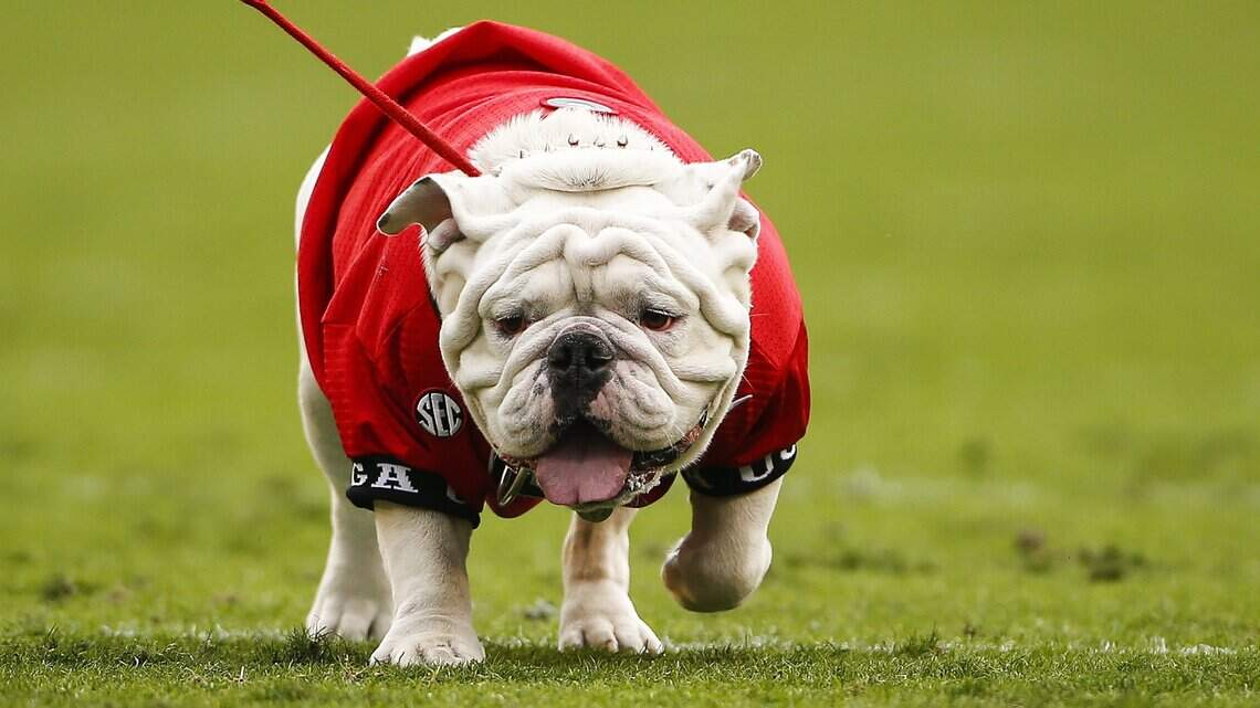 Georgia’s bulldog Uga is called the greatest mascot in college football history