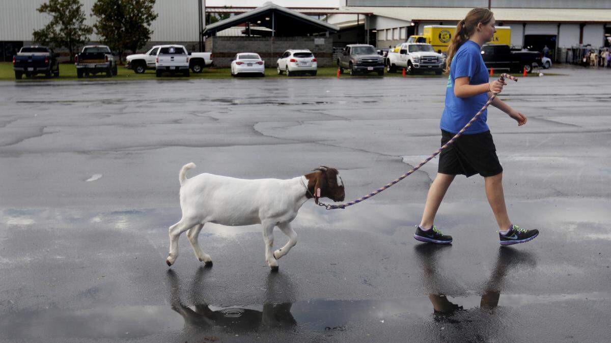 Abigail Seagraves, a 12-year-old student from Commerce, walks Saturday with a goat named AJ at the Georgia National Fair in Perry. The goat was entered in a competition later in the day.