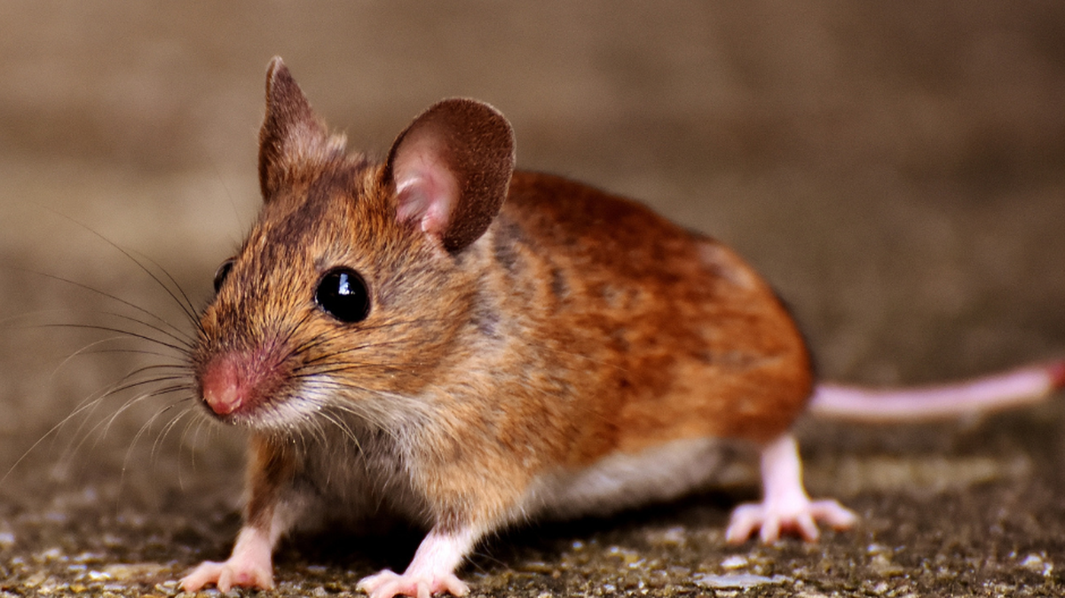 How to keep rodents and mice away