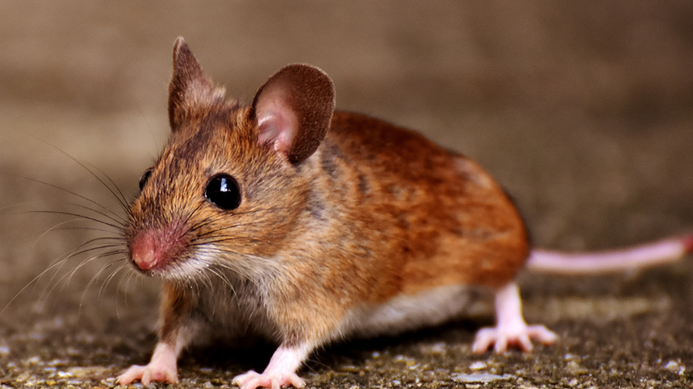 A rodent and mice invasion is coming to GA. Here’s why and how to keep them away