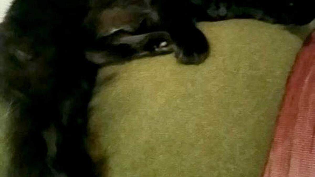 MICHAEL ROBBINS/SPECIAL TO THE TELEGRAPHDerpy, an indoor cat, got outside one night and was lost for 17 days. She was eventually rescued and brought home.